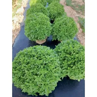 Compra ALBAHACA TITYOS (10 gr.) en la tienda online Fito Agrícola