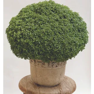 Compra ALBAHACA ARISTOTLE (240 Plantas) en la tienda online Fito Agrícola