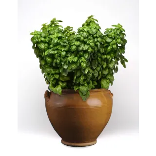 Compra ALBAHACA EVERLEAF (240 Plantas) en la tienda online Fito Agrícola