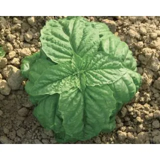 Compra ALBAHACA FOGLIA DI LATTUGA NAPOLETANO Pildorada (10.000 Semillas). en la tienda online Fito Agrícola