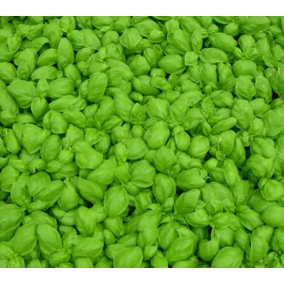 Compra ALBAHACA GECOM (240 Plantas) en la tienda online Fito Agrícola