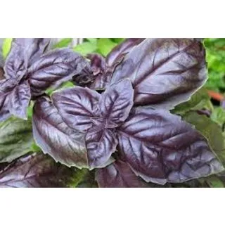 Compra ALBAHACA GENOVESA ROJA (50 gr.). en la tienda online Fito Agrícola