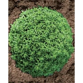 Compra ALBAHACA GRIEGA REDONDEADA ENANA Calibrada (25.000 Semillas). en la tienda online Fito Agrícola