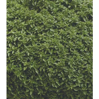 Compra ALBAHACA PISTOU (240 Plantas) en la tienda online Fito Agrícola