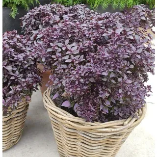 Compra ALBAHACA PURPLE BALL (240 Plantas) en la tienda online Fito Agrícola