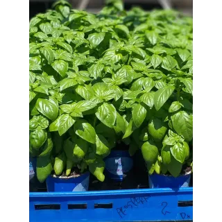 Compra ALBAHACA RAVENA (240 Plantas) en la tienda online Fito Agrícola