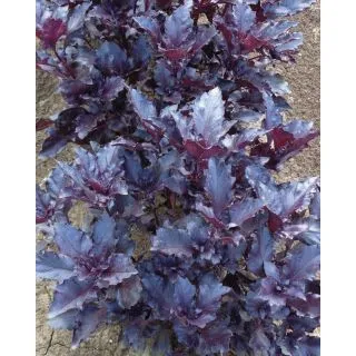 Compra ALBAHACA RED RUBIN Calibrada (25.000 Semillas). en la tienda online Fito Agrícola