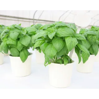 Compra ALBAHACA TORINO (240 Plantas) en la tienda online Fito Agrícola