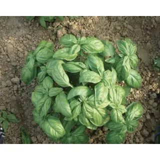 Compra ALBAHACA ITALIANA CLASSICA (50 gr.). en la tienda online Fito Agrícola