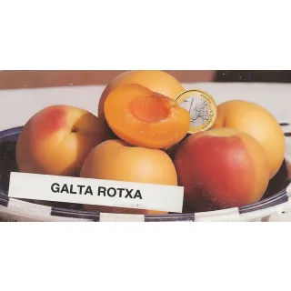 Compra ALBARICOQUERO GALTA ROTXA en la tienda online Fito Agrícola