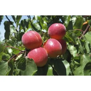 Compra ALBARICOQUERO ROJO GOURMET en la tienda online Fito Agrícola