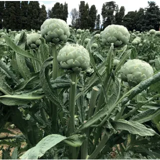 Compra ALCACHOFA KENDO F1 (1.000 Semillas) en la tienda online Fito Agrícola