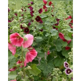 Compra ALCEA ROSEA MIX (25 Unid.). en la tienda online Fito Agrícola