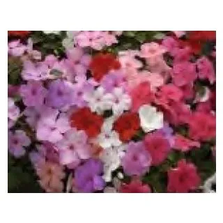 Compra IMPATIENS BALANCE® MIX F1 (1000 Semillas). en la tienda online Fito Agrícola