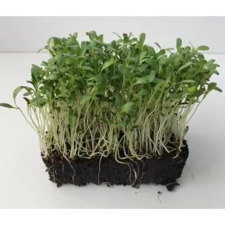 Compra ALFALFA MICROGREENS (5 Kgr.). en la tienda online Fito Agrícola