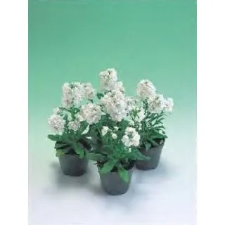 Compra ALHELÍ JAZZ WHITE (1.000 Semillas) en la tienda online Fito Agrícola