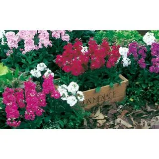 Compra ALHELÍ HARMONY (240 Plantas) en la tienda online Fito Agrícola