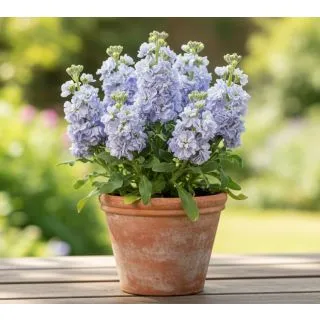 Compra ALHELÍ BABY BLUE (240 Plantas) en la tienda online Fito Agrícola