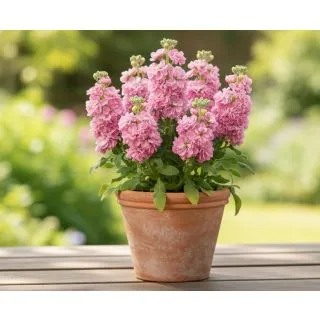 Compra ALHELÍ BABY PINK (240 Plantas) en la tienda online Fito Agrícola