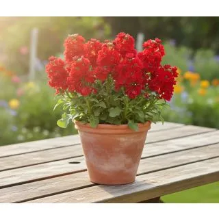 Compra ALHELÍ BABY RED (240 Plantas) en la tienda online Fito Agrícola