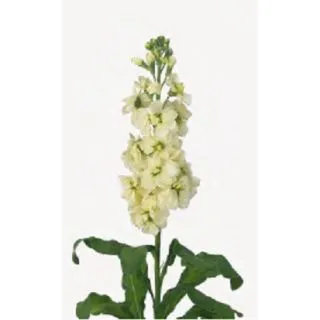 Compra ALHELÍ MATHILDA AMARILLA (1.000 Semillas) en la tienda online Fito Agrícola