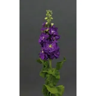 Compra ALHELÍ MATHILDA AZUL (1.000 Semillas) en la tienda online Fito Agrícola