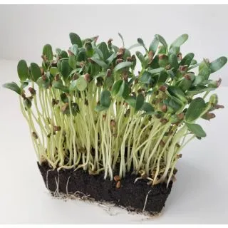 Compra ALHOLVA MICROGREENS (5 Kgr.). en la tienda online Fito Agrícola