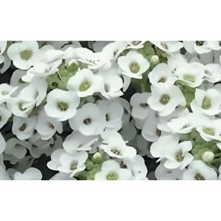 Compra ALYSSUM CLEAR CRYSTAL WHITE (240 Plantas) en la tienda online Fito Agrícola