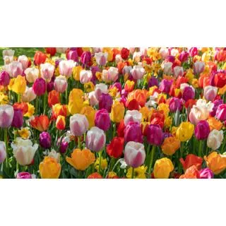 Compra ALL COLOURS (100 Unid.). en la tienda online Fito Agrícola