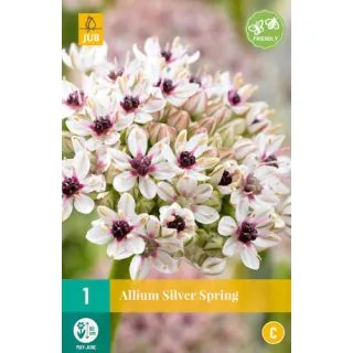 Compra ALLIUM SILVER SPRING en la tienda online Fito Agrícola