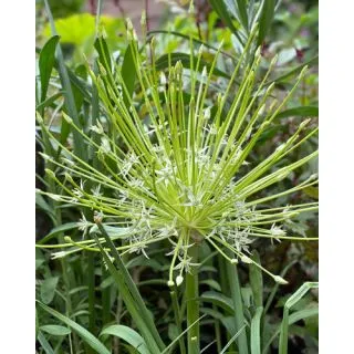 Compra ALLIUM ARCTIC SNOW (25 Unid.). en la tienda online Fito Agrícola