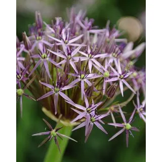 Compra ALLIUM CHRISTOPHII (25 Unid.). en la tienda online Fito Agrícola