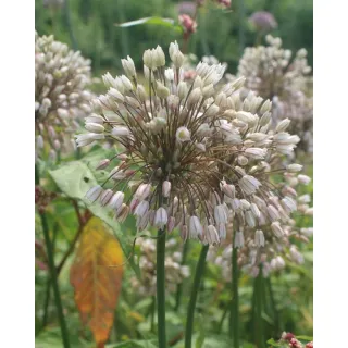 Compra ALLIUM CONVALLARIOIDES PINK (100 Unid.). en la tienda online Fito Agrícola