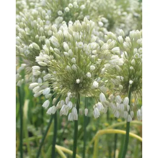 Compra ALLIUM CONVALLARIOIDES WHITE (100 Unid.). en la tienda online Fito Agrícola