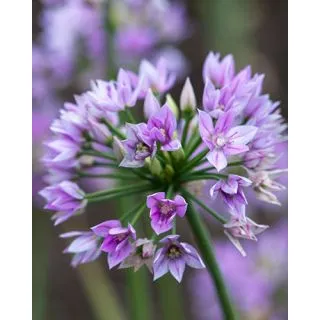 Compra ALLIUM EROS (100 Unid.). en la tienda online Fito Agrícola