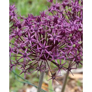 Compra ALLIUM FIRMAMENT (100 Unid.). en la tienda online Fito Agrícola