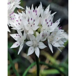 Compra ALLIUM GRACEFUL BEAUTY (100 Unid.). en la tienda online Fito Agrícola