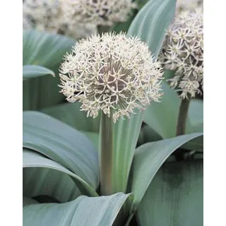 Compra ALLIUM KARATAVIENSE (100 Unid.). en la tienda online Fito Agrícola