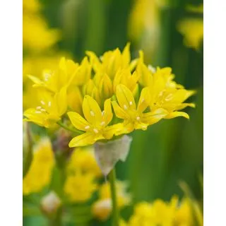 Compra ALLIUM MOLY (100 Unid.). en la tienda online Fito Agrícola