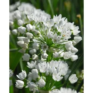 Compra ALLIUM NEAPOLITANUM (100 Unid.). en la tienda online Fito Agrícola