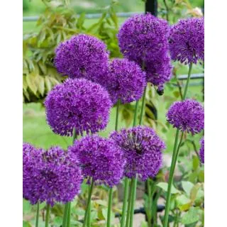 Compra ALLIUM PURPLE SENSATION (100 Unid.). en la tienda online Fito Agrícola