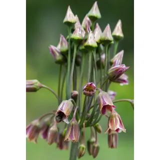 Compra ALLIUM SICULUM (100 Unid.). en la tienda online Fito Agrícola