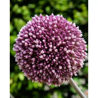 Compra ALLIUM SUMMER DRUMMER (25 Unid.). en la tienda online Fito Agrícola