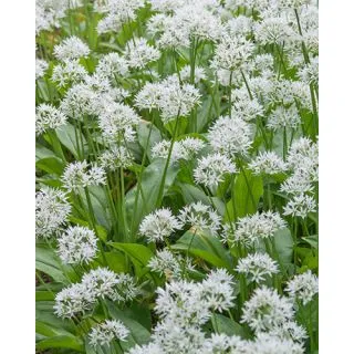 Compra ALLIUM URSINUM (100 Unid.). en la tienda online Fito Agrícola