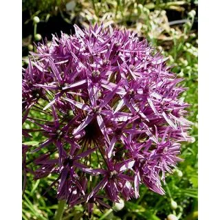 Compra ALLIUM VIOLET BEAUTY (100 Unid.). en la tienda online Fito Agrícola