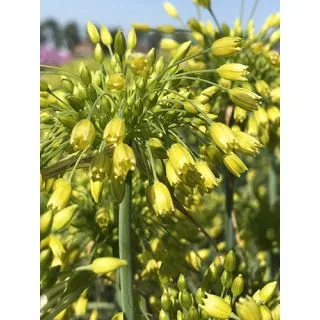 Compra ALLIUM YELLOW FANTASY (100 Unid.). en la tienda online Fito Agrícola