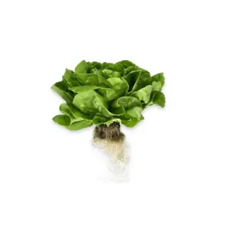 Compra LECHUGA ALYSSA RZ Pildorada (5.000 Semillas). en la tienda online Fito Agrícola