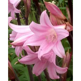 Compra AMARYLLIS BELLADONNA (10 Unid.). en la tienda online Fito Agrícola