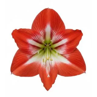 Compra AMARYLLIS TRES CHIC en la tienda online Fito Agrícola