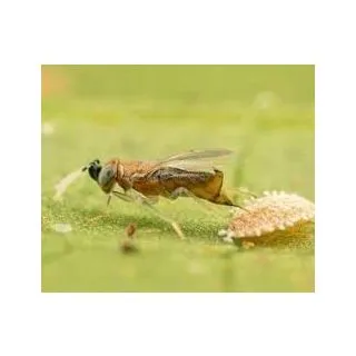 Compra ANAGLINE (500 Pupas) en la tienda online Fito Agrícola